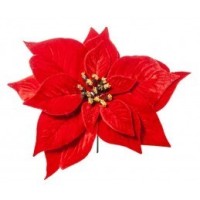 POINSETTIA